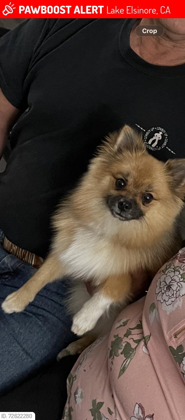 Lost Male Dog last seen Scrivener t, Lake Elsinore, CA 92530