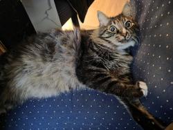 Lost Male Cat last seen Next to Ron Russell middle school and Earl Boyles Park  also close to Earl Boyles Elementary School , Portland, OR 97266