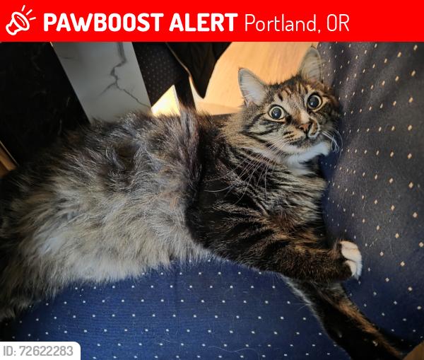 Lost Male Cat last seen Next to Ron Russell middle school and Earl Boyles Park  also close to Earl Boyles Elementary School , Portland, OR 97266