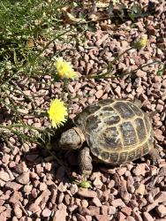 Lost Unknown Reptile last seen Horizon/college , Henderson, NV 89015