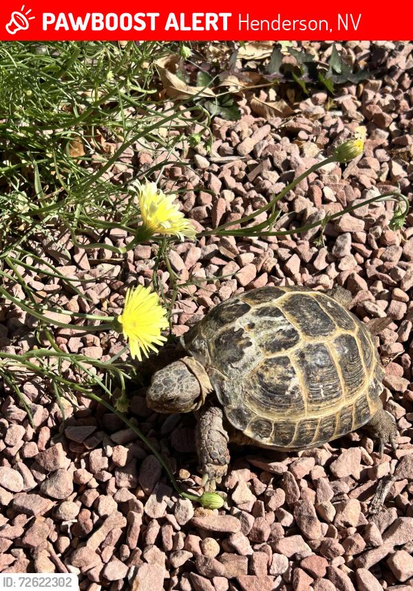 Lost Unknown Reptile last seen Horizon/college , Henderson, NV 89015