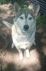 Lost Female Dog last seen s Sherman Dr, Indianapolis, IN 46203
