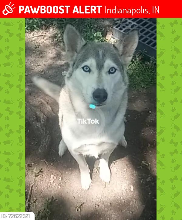 Lost Female Dog last seen s Sherman Dr, Indianapolis, IN 46203