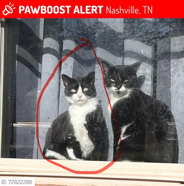 Lost Female Cat last seen Woodside drive/ saundersville rd./ Tyne blvd / Wall Street , Nashville, TN 37138