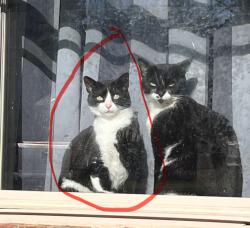 Lost Female Cat last seen Woodside drive/ saundersville rd./ Tyne blvd / Wall Street , Nashville, TN 37138