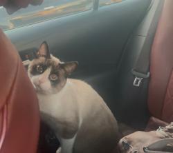 Lost Male Cat last seen 92nd and Holmes, Florence-Graham, CA 90002