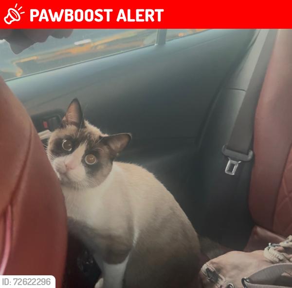 Lost Male Cat last seen 92nd and Holmes, Florence-Graham, CA 90002