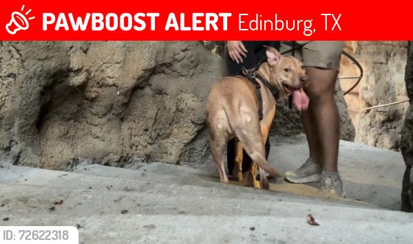 Lost Female Dog last seen McColl and Freddy Gonzalez; Sprague and McColl, Edinburg, TX 78539