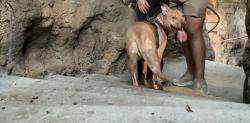 Lost Female Dog last seen McColl and Freddy Gonzalez; Sprague and McColl, Edinburg, TX 78539