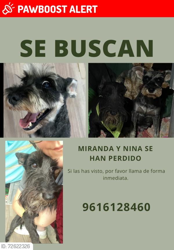 Lost Female Dog last seen Near norte entre 2a y 3a ote, Tuxtla Gutiérrez, Chis. 