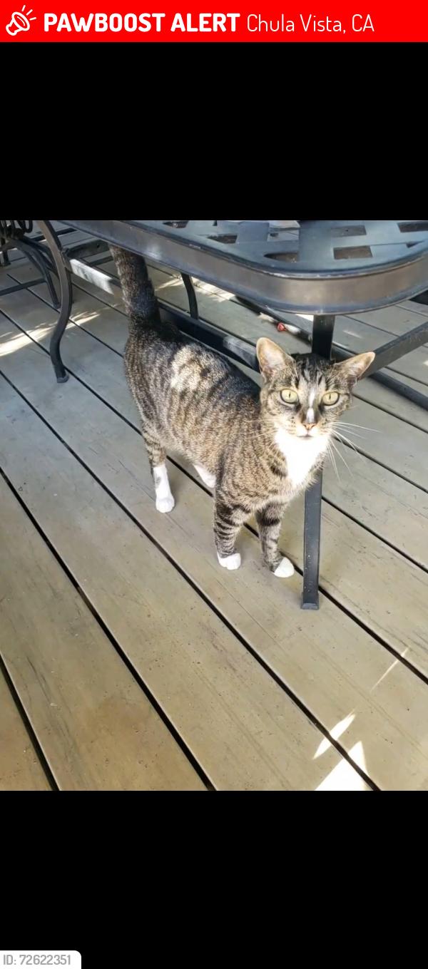 Lost Female Cat last seen Proctor valley road, Chula Vista, CA 91914