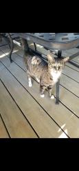 Lost Female Cat last seen Proctor valley road, Chula Vista, CA 91914