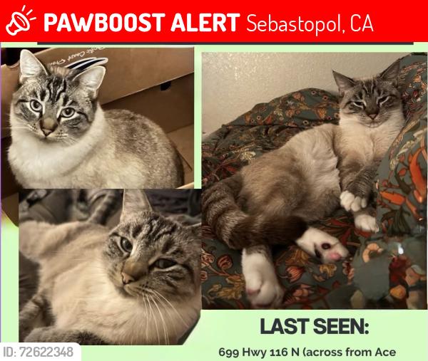 Lost Female Cat last seen Hwy 116 and Hurlbut across from Starbucks, Sebastopol, CA 95473