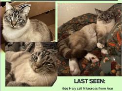 Lost Female Cat last seen Hwy 116 and Hurlbut across from Starbucks, Sebastopol, CA 95473