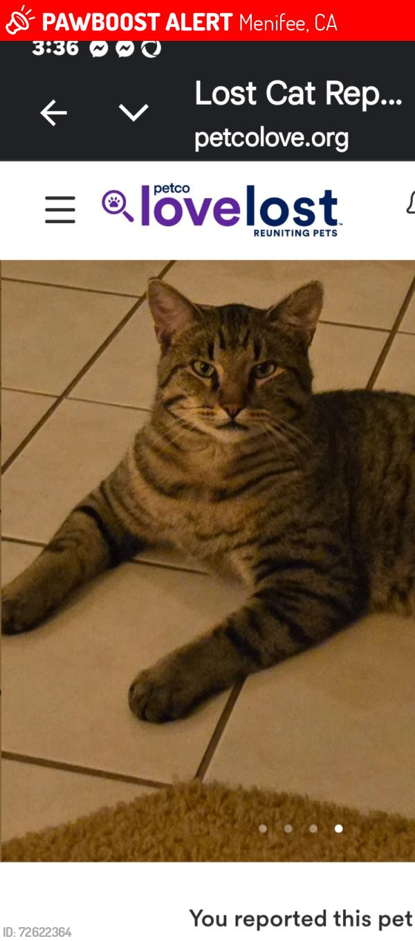 Lost Male Cat last seen Sun City Blvd. and Rouse Rd. or Foxfire St., Menifee, CA 92586