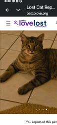 Lost Male Cat last seen Sun City Blvd. and Rouse Rd. or Foxfire St., Menifee, CA 92586