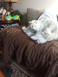Lost Male Cat last seen Searles and eastern, Las Vegas, NV 89101
