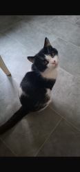 Lost Male Cat last seen NG10 5FY, Sandiacre, England NG10