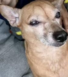 Lost Male Dog last seen 54th & 8th St , Los Angeles, CA 90043