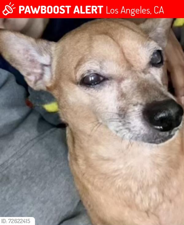 Lost Male Dog last seen 54th & 8th St , Los Angeles, CA 90043