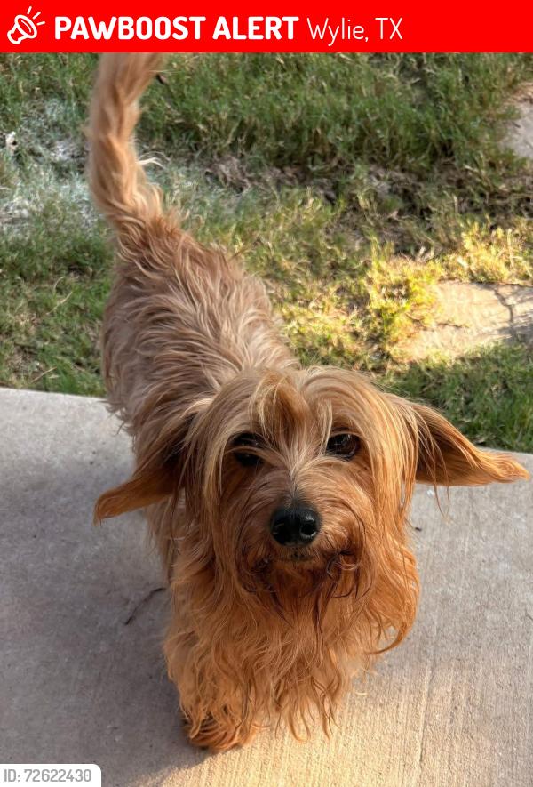 Lost Female Dog last seen Teakwood Dr/Country Club, Wylie, TX 75098