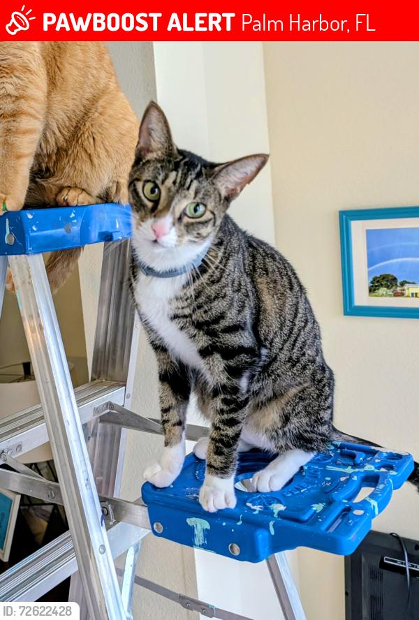 Lost Male Cat last seen Intersection of E Dorchester Dr and W Dorchester Dr in Highland Lakes neighborhood, Palm Harbor, FL 34684