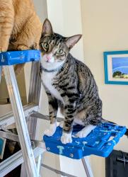Lost Male Cat last seen Intersection of E Dorchester Dr and W Dorchester Dr in Highland Lakes neighborhood, Palm Harbor, FL 34684