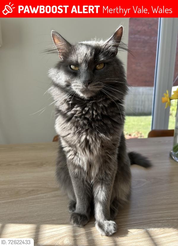 Lost Male Cat last seen Aberfan, Merthyr Vale, Wales 