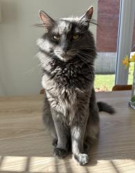 Lost Male Cat last seen Aberfan, Merthyr Vale, Wales 