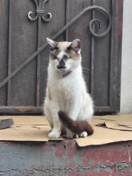 Lost Male Cat last seen Central Ave & 56th St, Los Angeles, CA 90011
