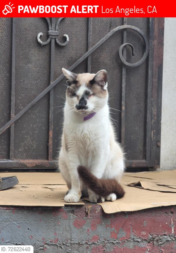Lost Male Cat last seen Central Ave & 56th St, Los Angeles, CA 90011
