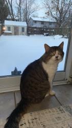 Lost Male Cat last seen Augusta Crescent close to Jalna BLV, London, ON N6E 2C9