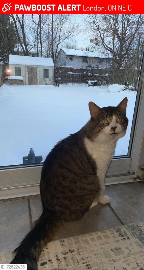 Lost Male Cat last seen Augusta Crescent close to Jalna BLV, London, ON N6E 2C9