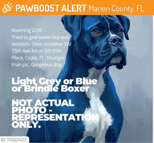 Found/Stray Unknown Dog last seen SW 85th Place or SW 75th Ave Rd, Marion County, FL 34476