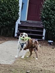 Lost Male Dog last seen Dollar general, rip off ricks, Milledgeville, GA 31061