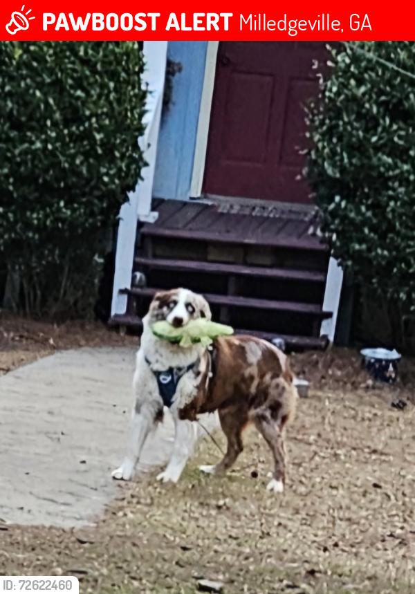 Lost Male Dog last seen Dollar general, rip off ricks, Milledgeville, GA 31061