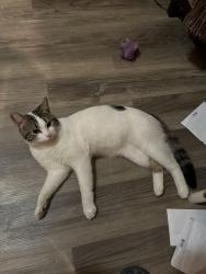 Found/Stray Unknown Cat last seen Highland and Walker near Brother Juniper, Memphis, TN 38111