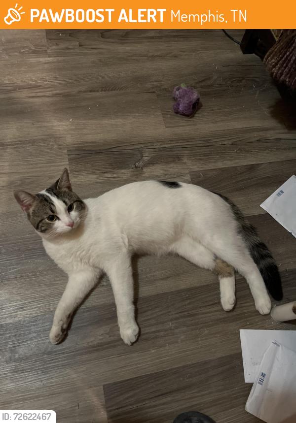 Found/Stray Unknown Cat last seen Highland and Walker near Brother Juniper, Memphis, TN 38111