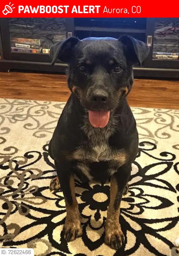 Lost Female Dog last seen Hampden and Buckley, Aurora, CO 80013
