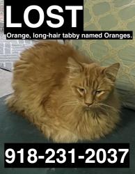 Lost Male Cat last seen W. Jefferson Street and W. Jefferson Place/Birch Ave. (Neighborhood near 111th and Elm Place), Broken Arrow, OK 74011