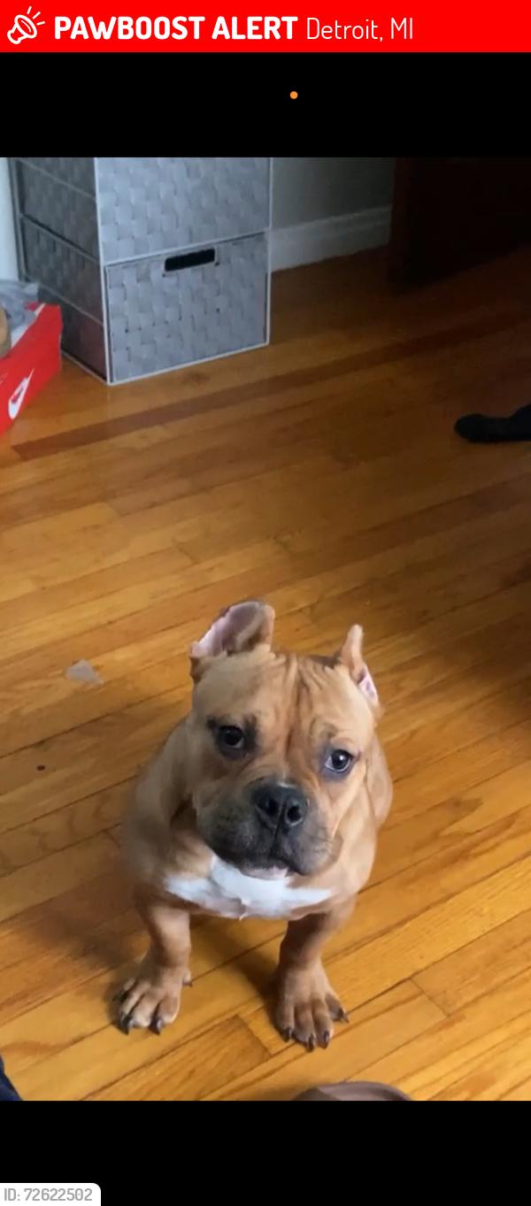 Lost Female Dog last seen Moross, Detroit, MI 48224
