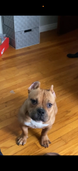 Lost Female Dog last seen Moross, Detroit, MI 48224