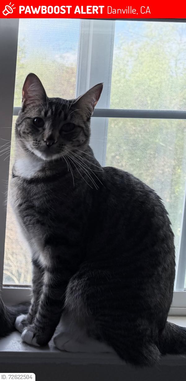 Lost Male Cat last seen DIablo Vista Middle School, Danville, CA 94506