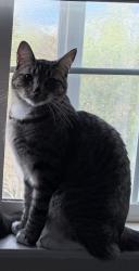 Lost Male Cat last seen DIablo Vista Middle School, Danville, CA 94506