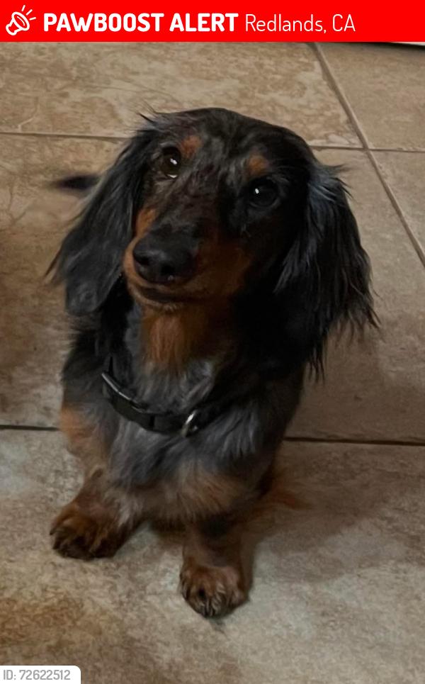 Lost Male Dog last seen Crestview, Redlands, CA 92374