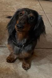 Lost Male Dog last seen Crestview, Redlands, CA 92374
