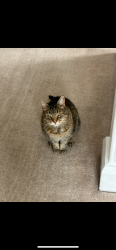 Lost Female Cat last seen Bramhall Methodist Church, Bramhall, England SK7 1AH