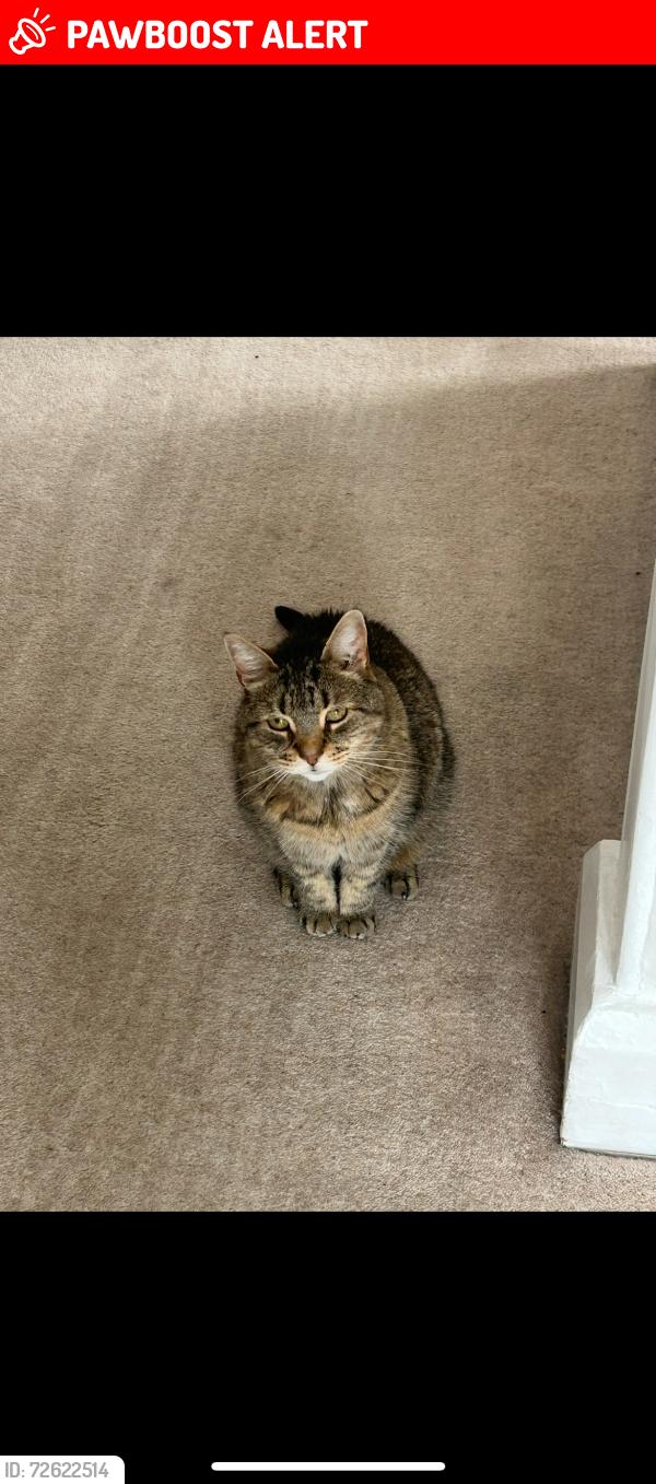 Lost Female Cat last seen Bramhall Methodist Church, Bramhall, England SK7 1AH