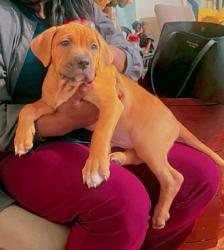 Lost Male Dog last seen Broad Rock Blvd and 35th st, Richmond, VA 23224