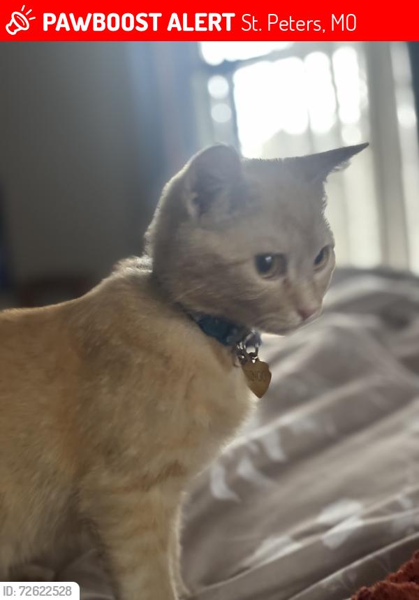 Lost Female Cat last seen Mexico road , St. Peters, MO 63376